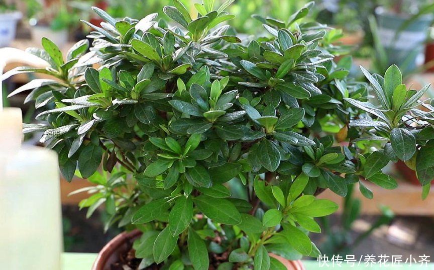 杜鹃花开败后，先做好修剪，使用两种“液体”，新芽又粗又壮