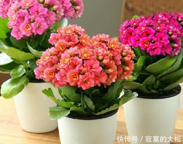 花草植物|冬季盆栽养花种草,多注意这3要素,离“封神”就不远了