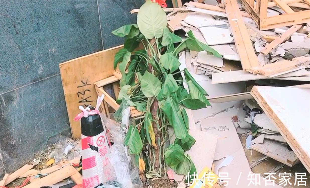 垃圾箱|垃圾箱常见的“3种花”,赶紧捡回家,剪一剪,来年美得不像话