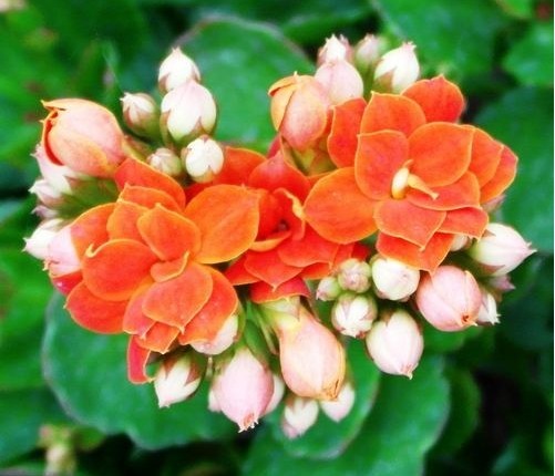 不会养花就养这5款“便宜花”,年年开花不断,花色多又艳,美