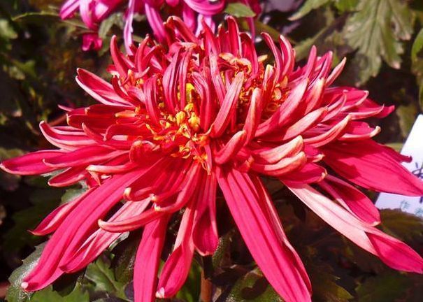 喜欢菊花，不如养盆盘龙托桂，花开金蕊红衣，高雅秀气，太美艳了