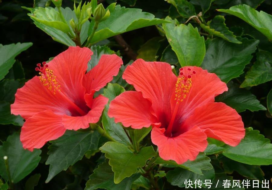 植物|养花别舍不得修剪,这4种植物,剪一剪长得更旺