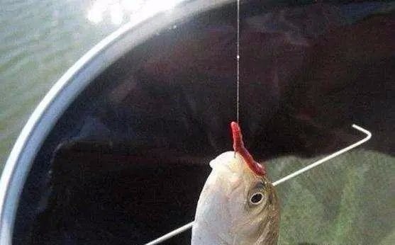 冬季钓鱼如何用饵?老钓友悄悄告诉你3招,学会整个冬季不空军