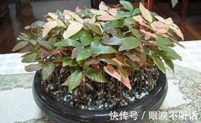 养花高手种“水果”盆景,3种“籽儿”栽盆里,30天长成盆栽