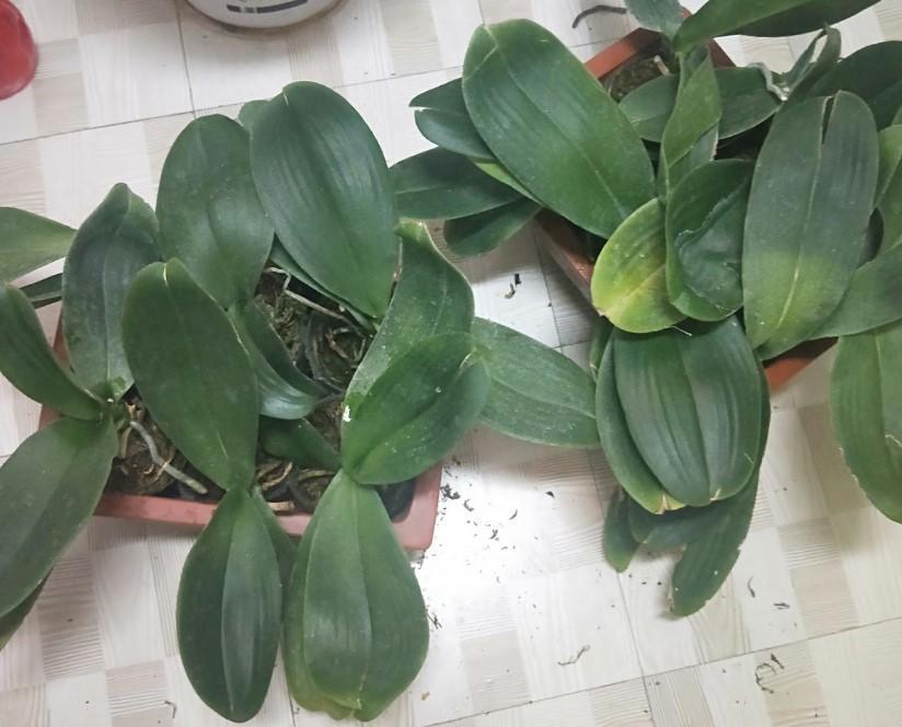 蝴蝶兰出现腐烂的情况,剪掉一些,养一下就又能养出大粗跟!