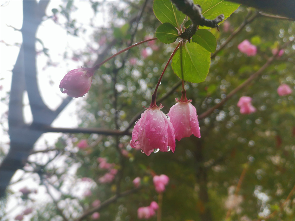 老年|美丽吉安:海棠花开 春色这边独好