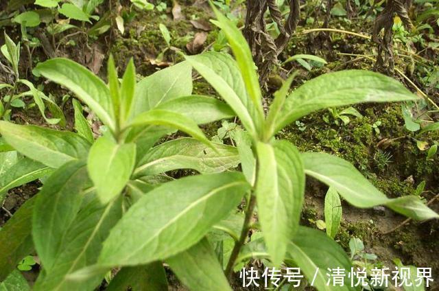 野菜|农村河边的小黄花,药用价值很不错,如今一斤二十元钱,记得摘