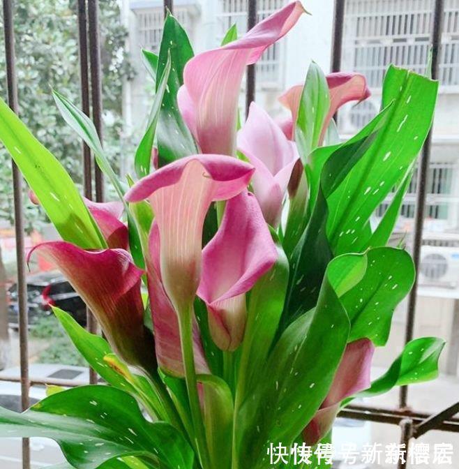 3种花养了就爆盆,好养易活开花漂亮,年年开花不断,美翻天!