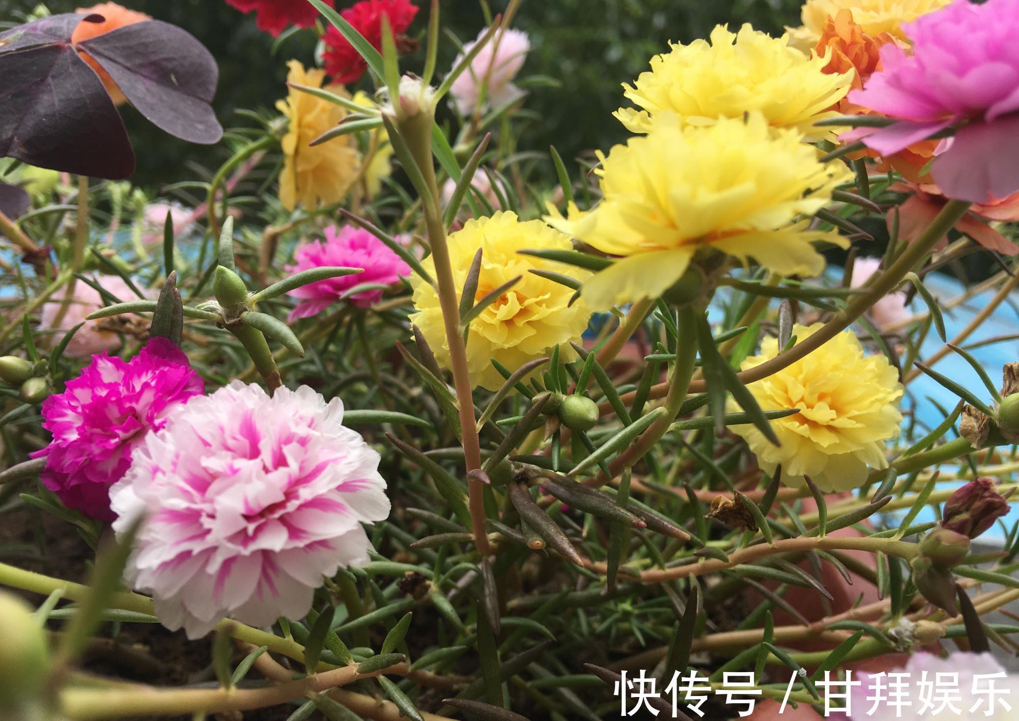 阳台|太阳花怎么过冬？用一种方法，顺利过冬，来年开花更多更美