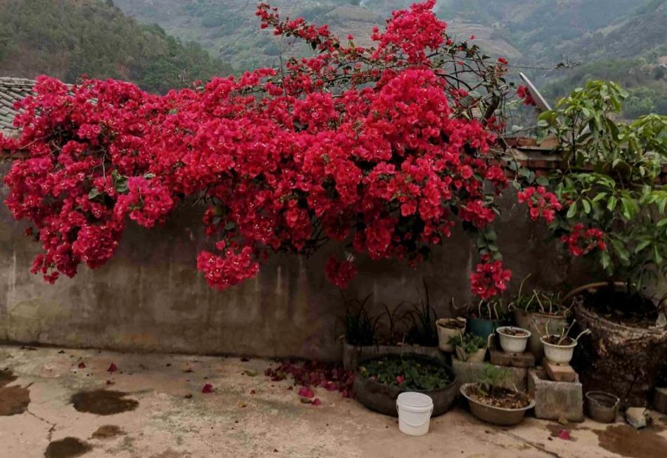 三角梅|30岁大叔劝侄女多养些三角梅,再懒都能养好,一年四季都能赏花