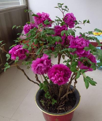 牡丹移植成盆景容易死,没掌握这些技巧,肯定不好活