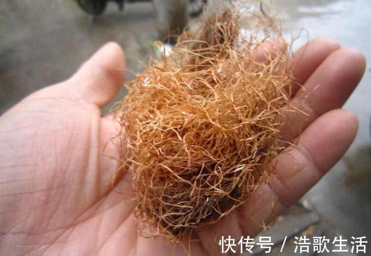 平稳|高血压最怕的几种”天然食物“, 经常吃一点, 血压平稳更健康