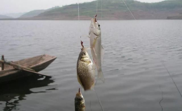 浅滩|大鲫鱼的“哭泣”躲在河中心都没用,最终沦为钓鱼人的盘中餐?