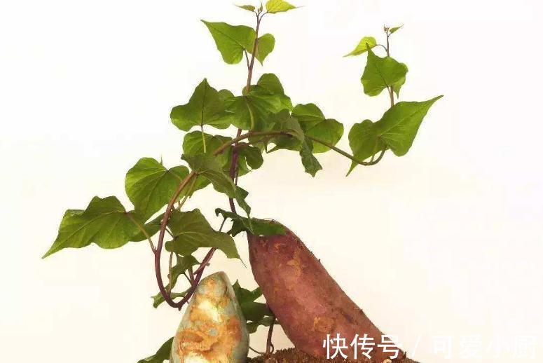 3块钱,让你拥有价值500块钱的盆景,赚大发了