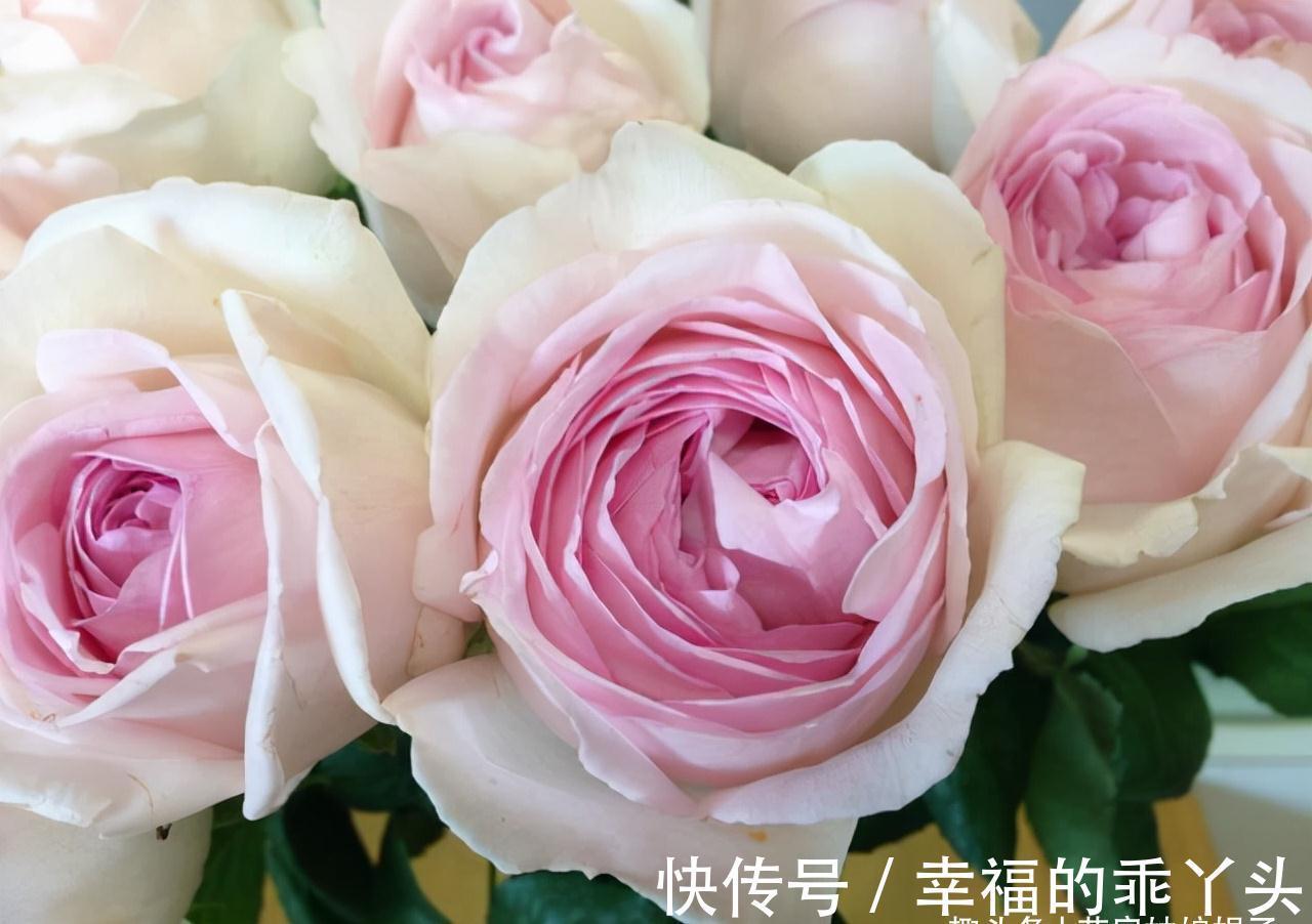 在家中养殖月季的窍门：不要再扯月季花的黄叶了，否则长势会变弱