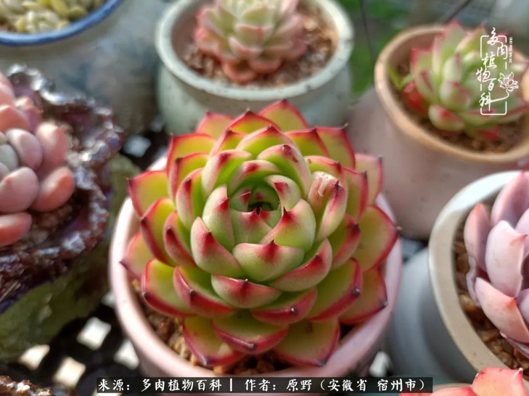 揭秘那些干净又温暖的多肉照片从哪里来