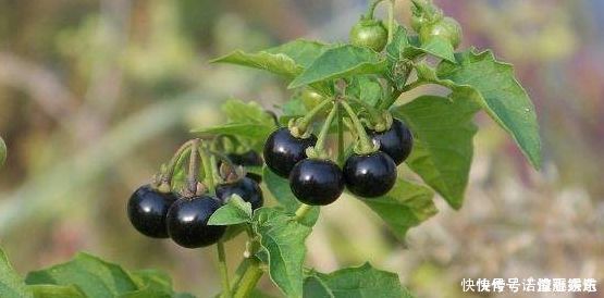 露地|路边黑黑甜甜的小果实,竟有如此效果,真是不敢相信,建议收藏