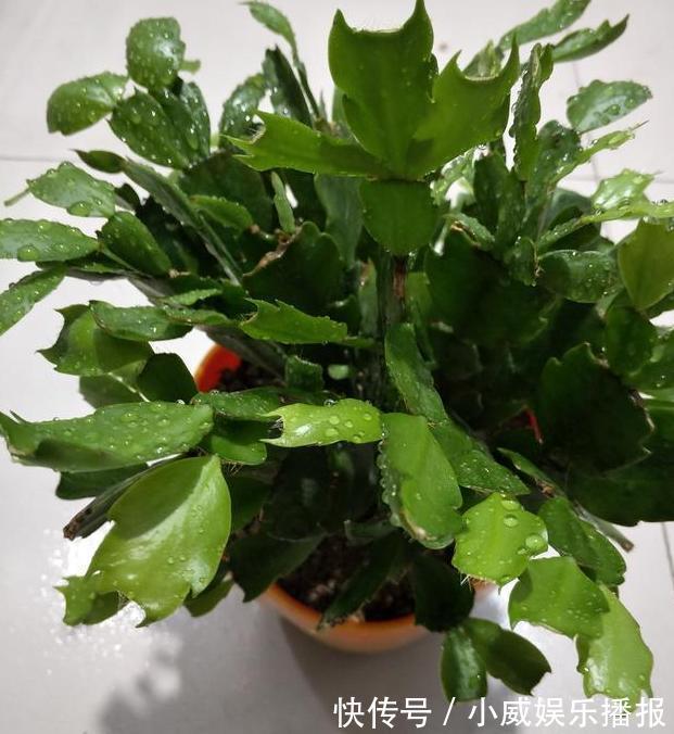 秋初盆栽蟹爪兰,怎么换盆土好遵循4步要求,茎叶花开成簇