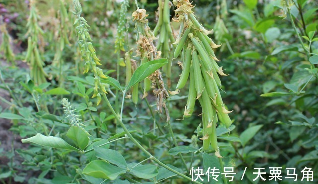野花生|人称“野花生”,家乡遇见,别不当回事,目前果实26元一斤