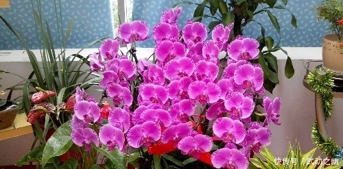 价值|这种花颜色鲜艳,花朵极大,欣赏价值极高,深受花迷们的青睐