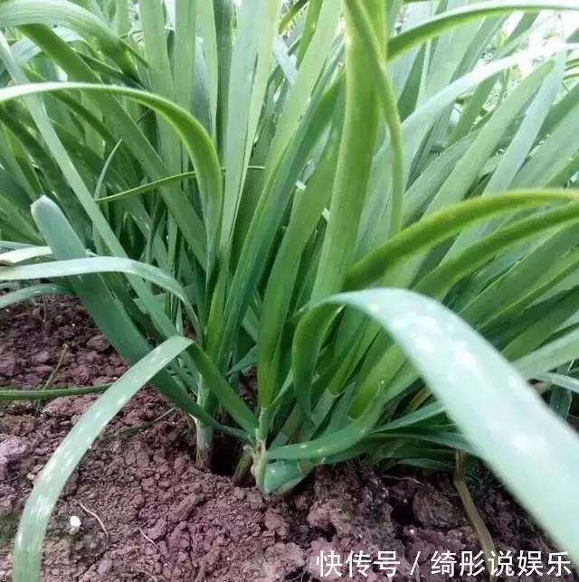 6、7月阳台种4种菜，只要肥水足，叶绿果实多，收获一茬接一茬