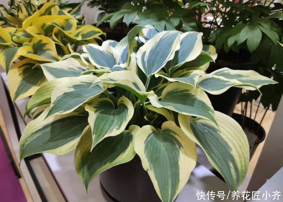 给花换盆移栽，想要快服盆，要学会“缓苗”技巧，多数人都做错了