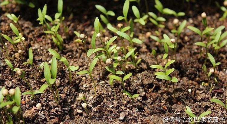 种香菜种子这么处理？用上这3招发芽快 苗旺还长得快