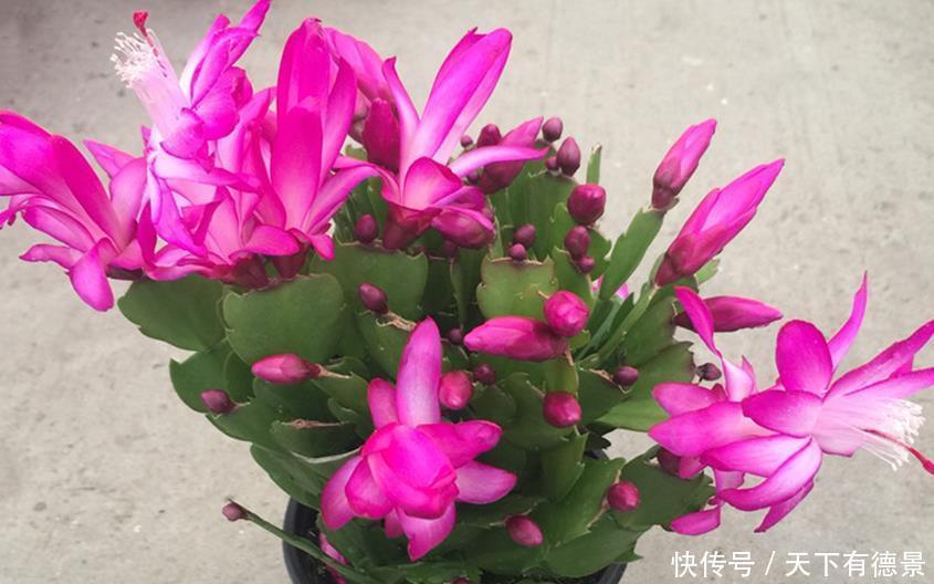 仙客来、蟹爪兰养护有三怕,掌握好才能花期长,越养越茂盛