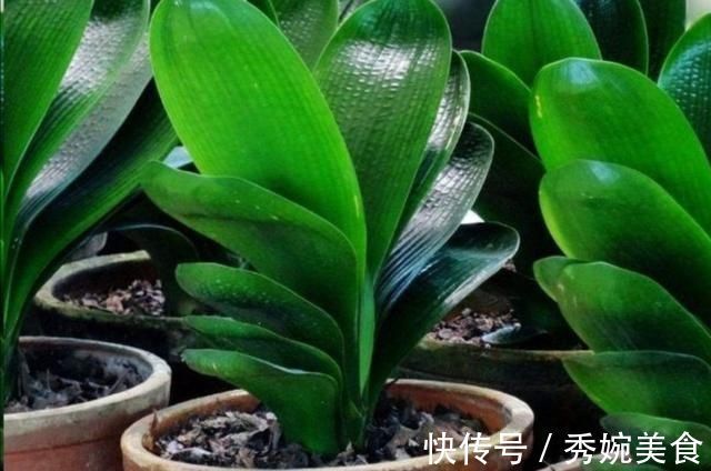 君子兰叶子长歪，教你3种方法纠正，株形整齐才更美观