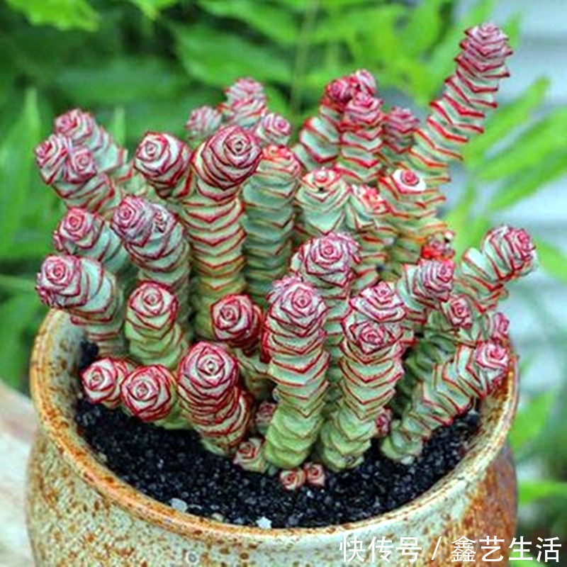 钱串子|适合夏天养的几种多肉,叶片肉嘟嘟能长成“瀑布”