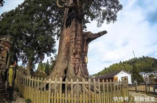 我国最奇特的古树，树干被掏空却存活了1500年，游客可出入树洞