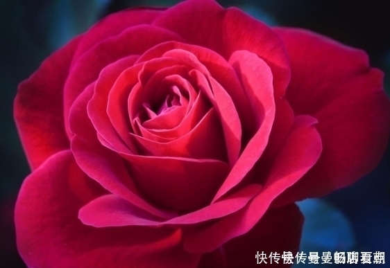 粉滓|花草是天然的化妆品,常用这4朵花,给你从头到脚的美丽肌肤