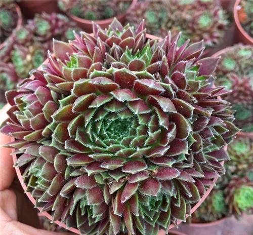 3种紫色系多肉,好养又好看,养一盆“紫气东来”,值得拥有!