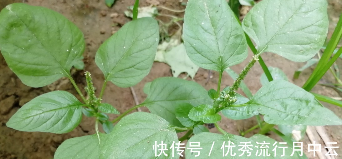 蒸菜|农村的这些野菜，你挖过么！