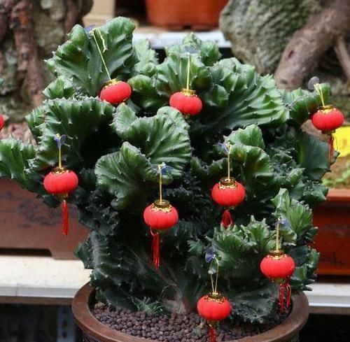 大爷捡到一棵“玉麒麟”,拿回家养盆里,半年来了6-7个买主