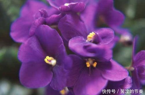 从4月24日开始,家养此款花卉,花色繁多易爆盆,好养开花漂亮