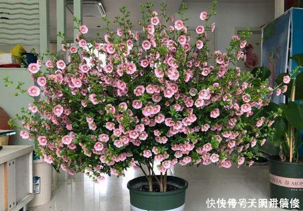 这4种花秋天开始疯长,拿起剪刀狠狠修剪,新枝条突突冒