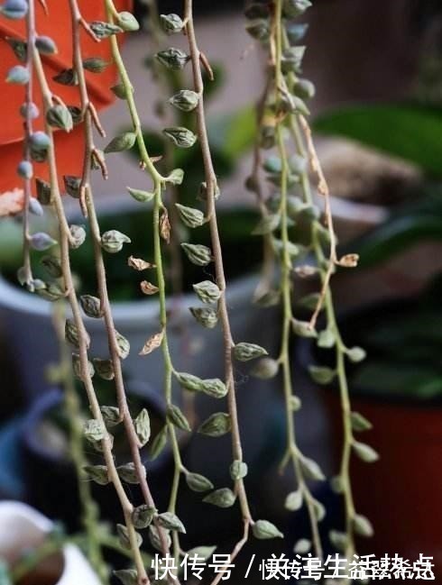 叶片|出现这三个迹象,就说明多肉睡着了,给它个舒适的环境!