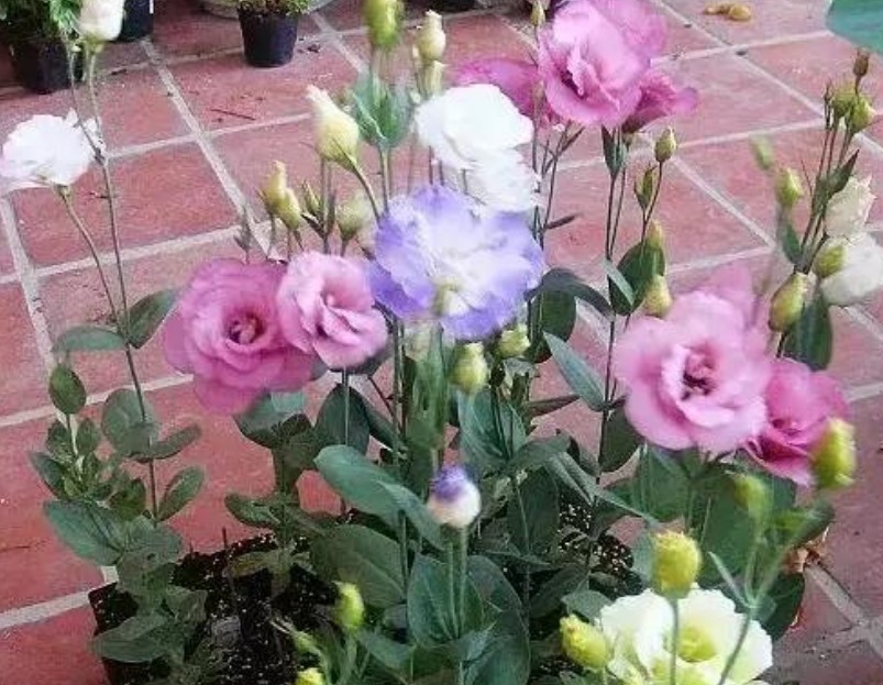 4种花最适合夏天养，不怕热不怕晒，阳台养两种，夏天变花海！