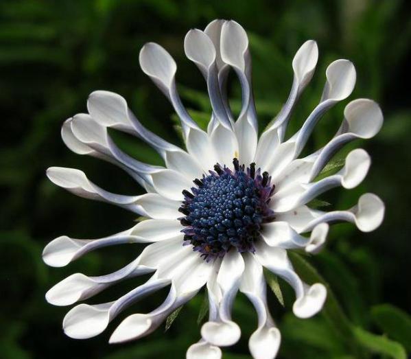 吊兰|农历8月2日开始，养花养个耐看的，花朵蹭蹭开爆盆，个个清新高雅