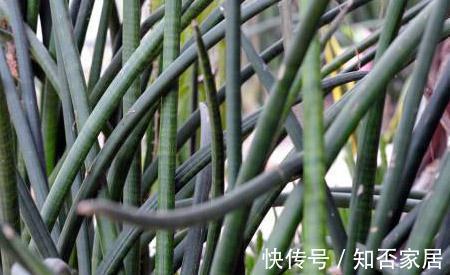 养花试试这几款，喜光但又不耐强光暴晒，盛夏时，应合理遮光防晒