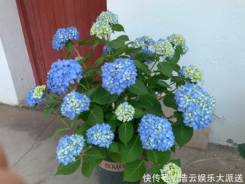 盆栽|花期最长的绣球花,春天开到秋天,好看又好养,阳台盆栽也可以