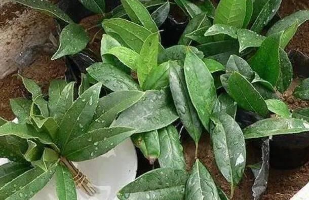 路边“3种树”,见了掰个枝,插盆就生根,做成盆景,寓意吉祥