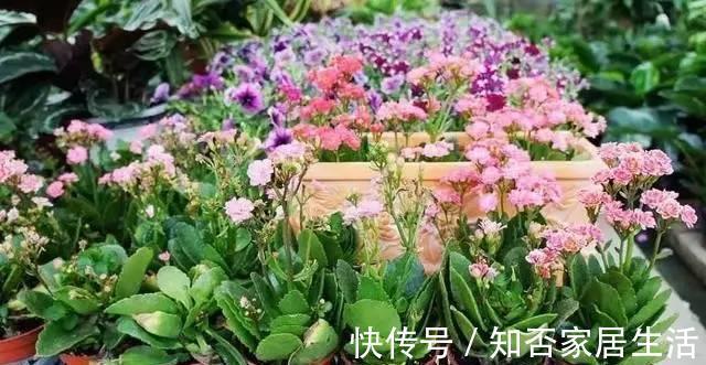 想要长寿|想要长寿花花期长,开花不断,那要这样养