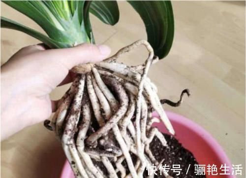 君子兰开花的关键在养根,做好这5点,让你开花不断