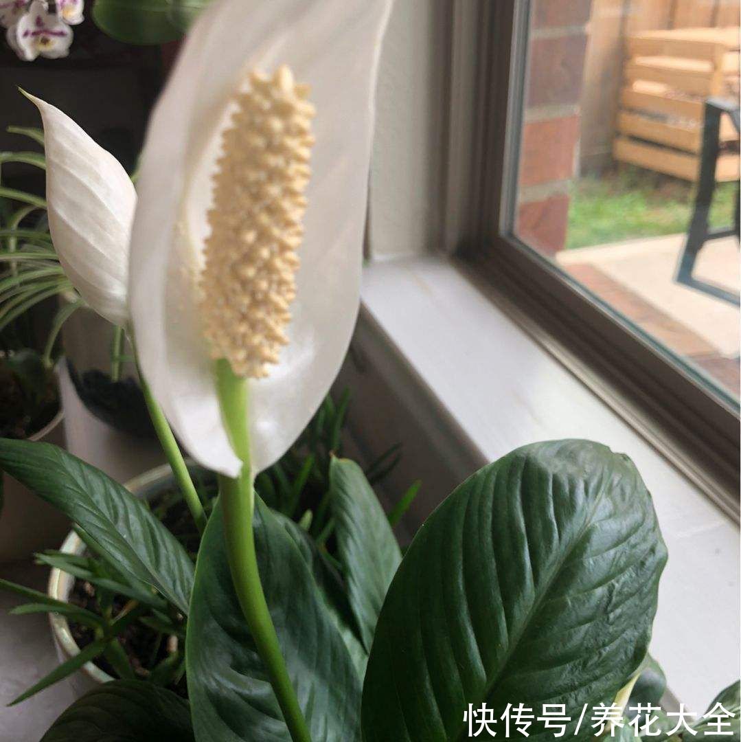 选耐阴花看看这5样，养家里寓意好，阴暗处也照样开花