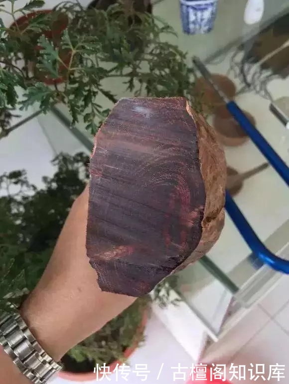 流油|丑得要死的木头,切开后竟然是紫的流油的紫油梨!