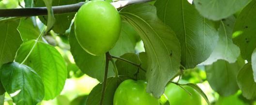 女性不想子宫早衰,不妨多吃此果,滋养卵巢,还能抚平大肚子