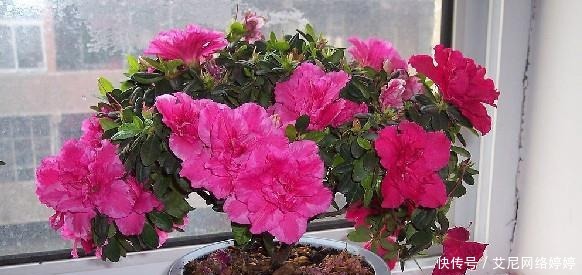 盆盆|秋冬养花,此“3种”不能养,盆盆是“毒花”,2克就中毒