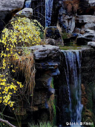 闽侯县|就地过年春在身边｜济南趵突泉春意浓，迎春花开泉水淙淙
